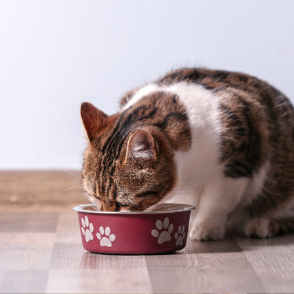 Cat Food & SuppliesA cat eating out of a food bowl.