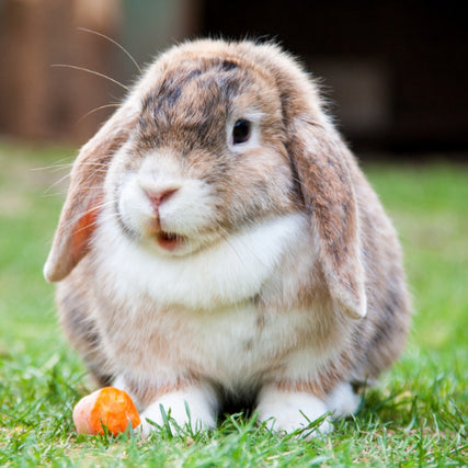 Small Animal Food & SuppliesA pet rabbit sitting in the grass next to a carrot.