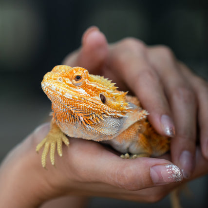 Reptile Food & SuppliesA pet lizard being held in hands.