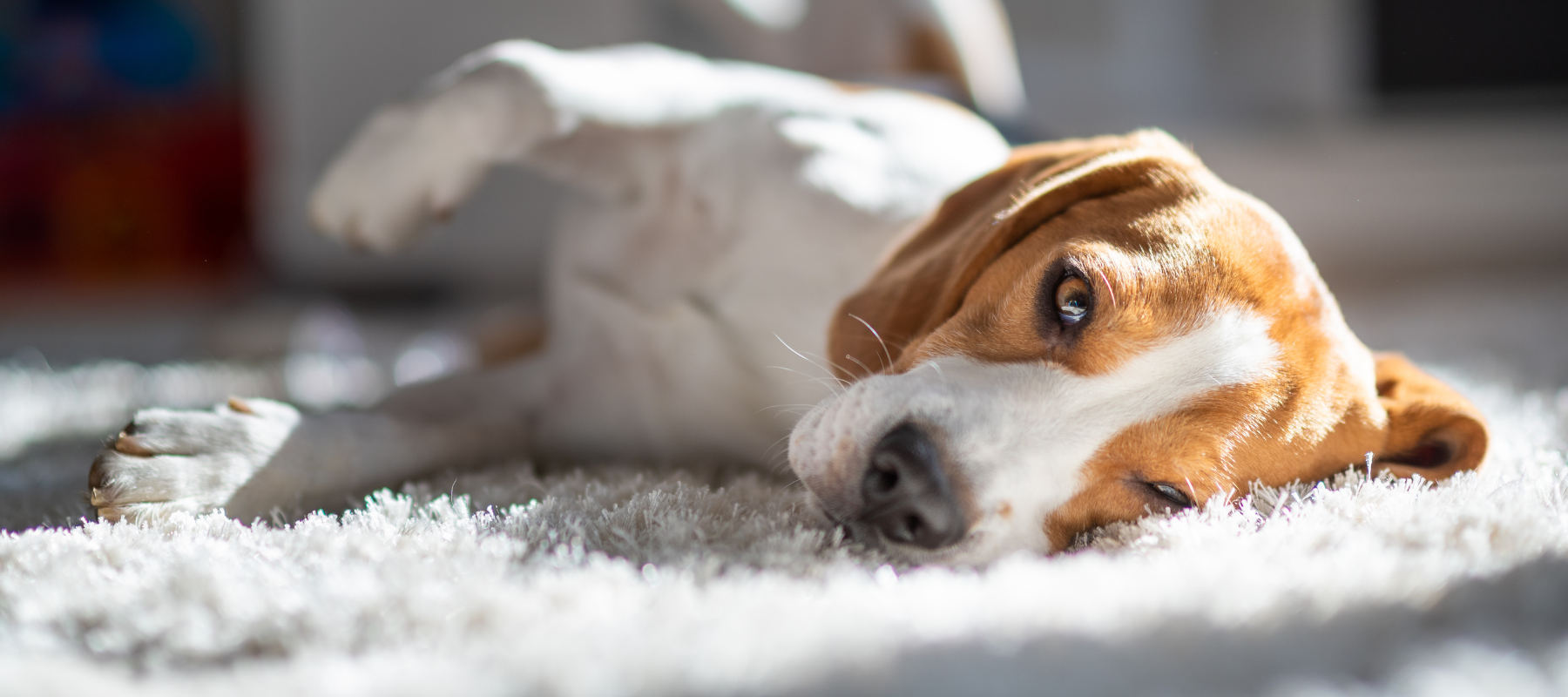 A dog laying down on a floor.