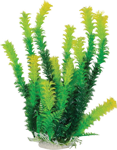 AT BUSHY PLANT GREEN 12 INCH