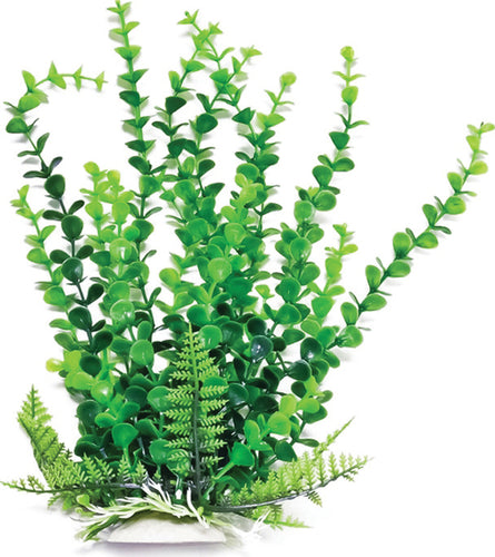 AT ELODEA PLANT 6 INCH