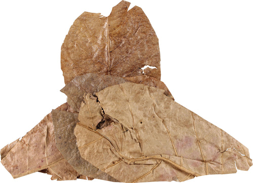 CATAPPA LEAVES 5PK