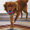 KONG Jaxx Brights Tug w/Ring