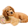 Spot Soothers Warm Hug Pal Dog Toy