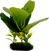 TROPICAL GARDENS FIDDLE LEAF